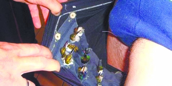 裤裆藏地雷是什么意思——一种文化符号的背后，裤裆藏地雷背后的文化符号含义解析