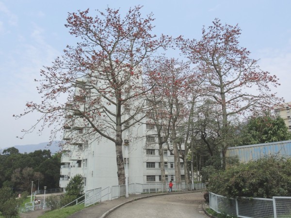 石岗军营旅游，历史与现代的交融之地，石岗军营旅游，历史与现代的完美交融