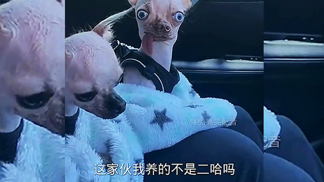 家婆、王中王、一肖与四不像，一个独特的组合，家婆、王中王与神秘组合，一肖与四不像的独特故事