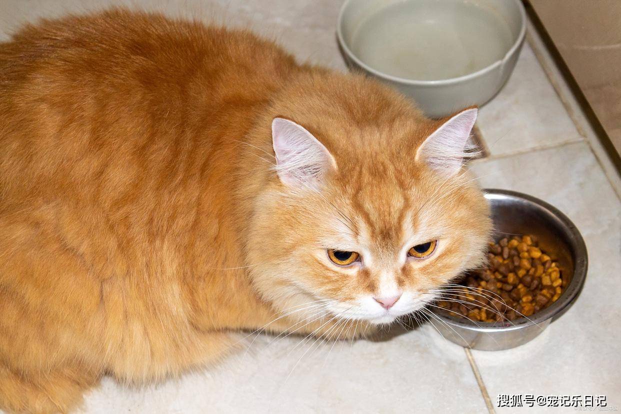 维生素B对猫咪美毛的功效与作用，维生素B对猫咪美毛的功效与重要性解析
