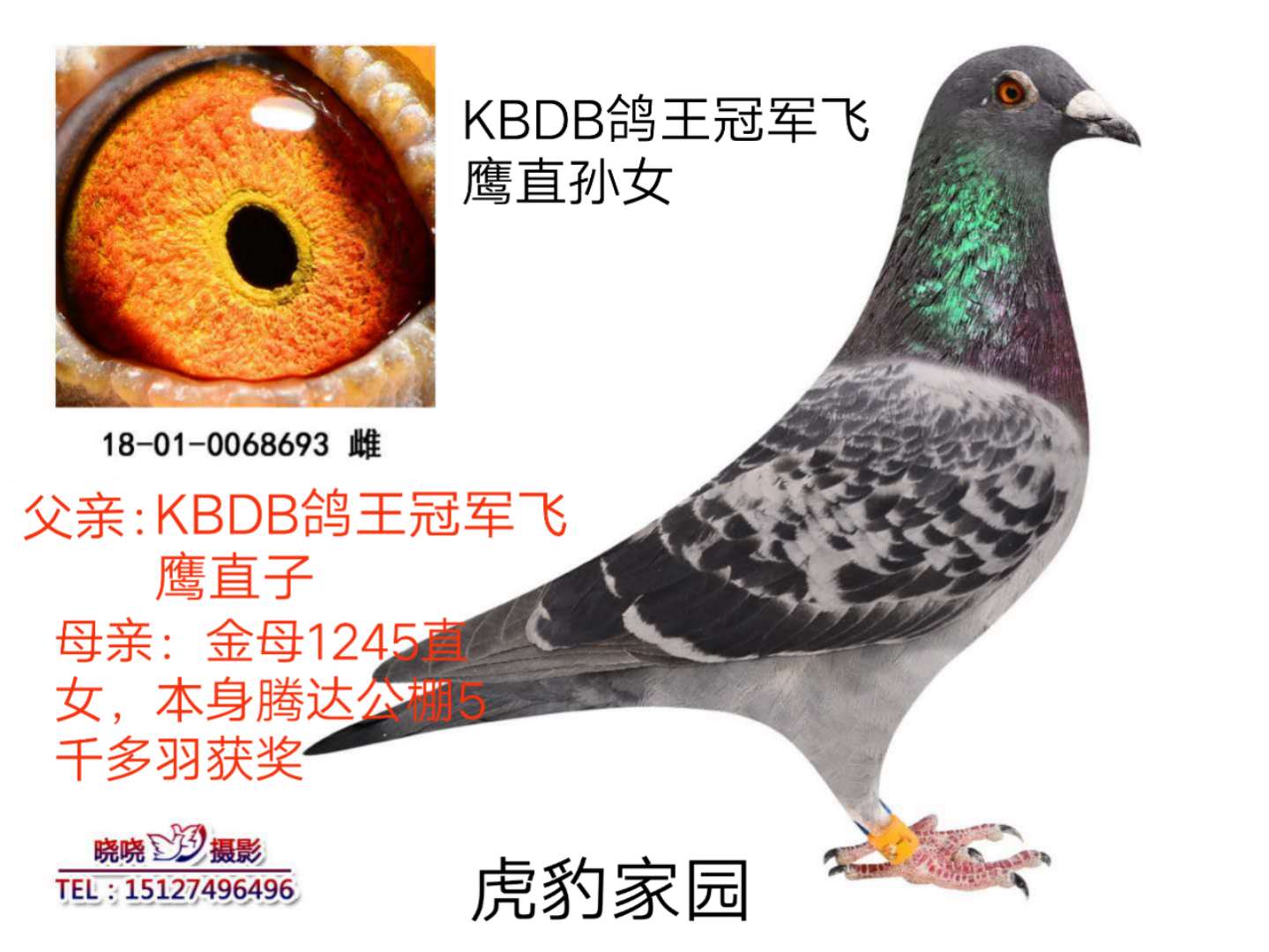 直-182，空中巨翼的卓越表现，直-182，空中巨翼的非凡表现