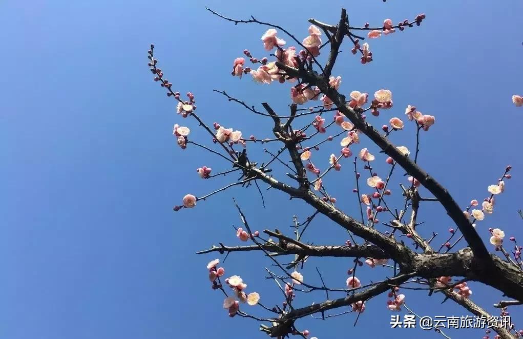 中国蛟龙600飞机最新图片，展现航空科技的辉煌成就，中国蛟龙600飞机最新图片，辉煌航空科技的展现