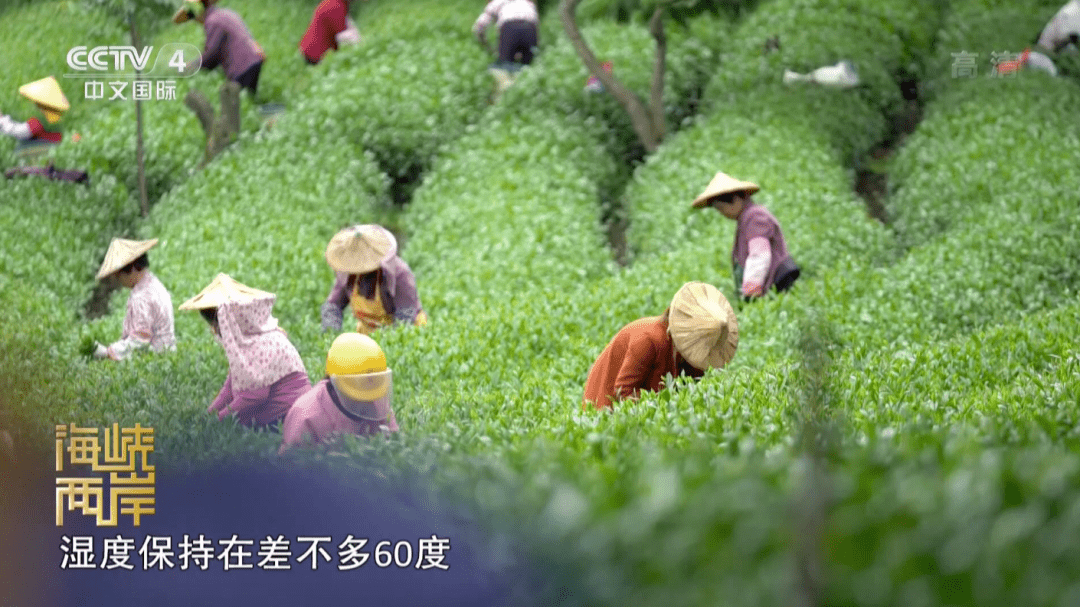 CCTV4直播海峡两岸，搭建沟通桥梁，深化两岸交流，CCTV4直播深化两岸交流，搭建海峡两岸沟通桥梁