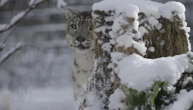 拜城之后再无雪豹，人与自然的深刻对话，雪豹消失后的自然与人，一场深刻的对话