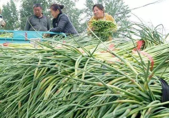 今天国际大蒜官网价格——全球大蒜市场动态分析，全球大蒜市场今日动态，国际大蒜官网价格分析