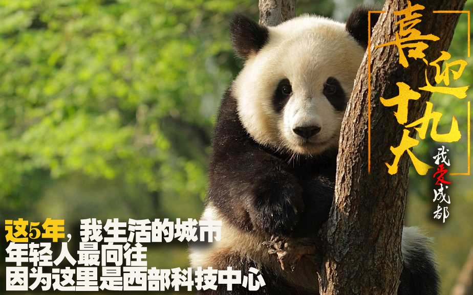 熊猫滚滚看世界2022，一场跨越文化与自然的奇妙旅程，熊猫滚滚看世界之旅，跨越文化与自然的奇妙探险之旅（2022）