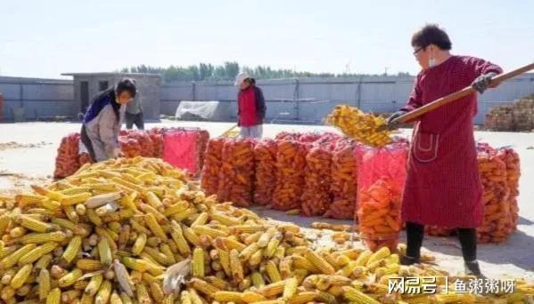 全国开始抢购粮食，背后的原因与应对策略，全国粮食抢购潮，原因探究与应对策略