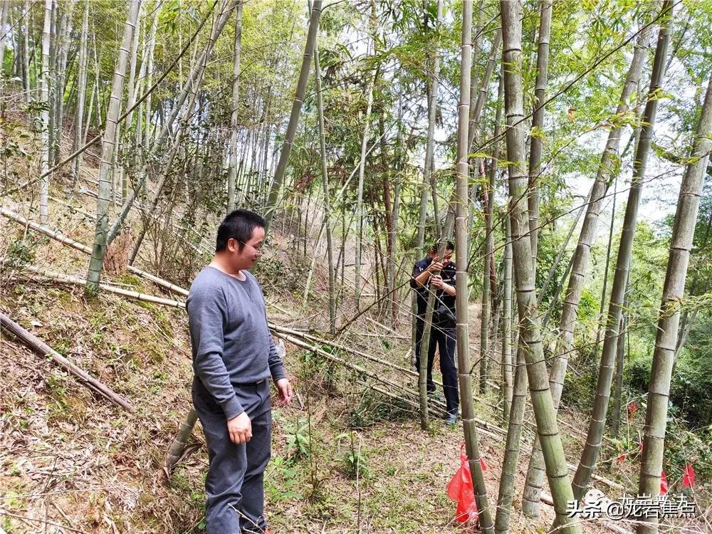 一肖中怎么赔，深度解析与应对策略，深度解析一肖中的赔付机制与应对策略