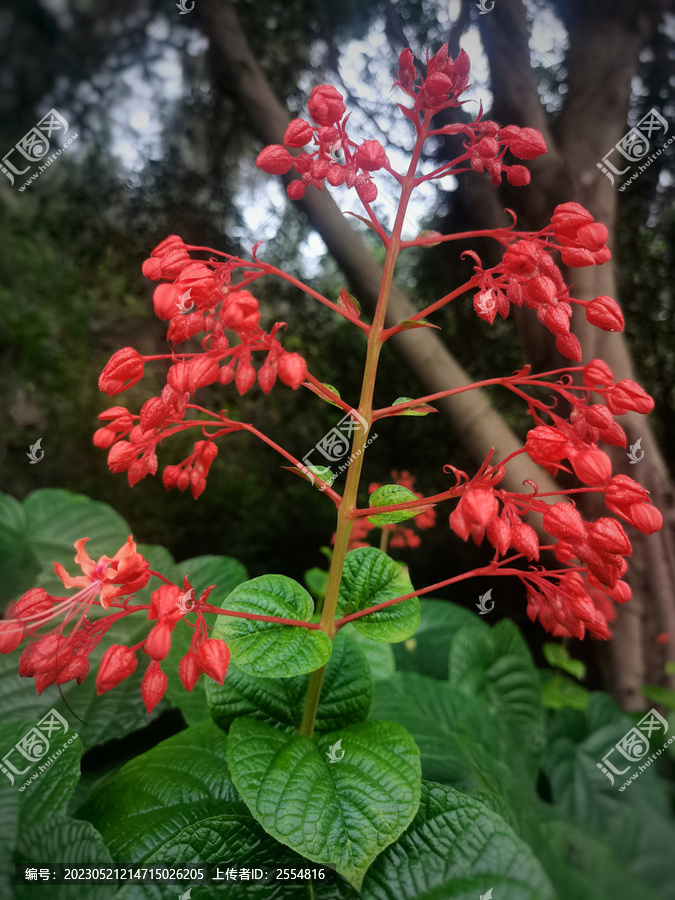 状元红资料免费大全，探索知识的宝库，状元红资料宝库，免费探索知识的门户