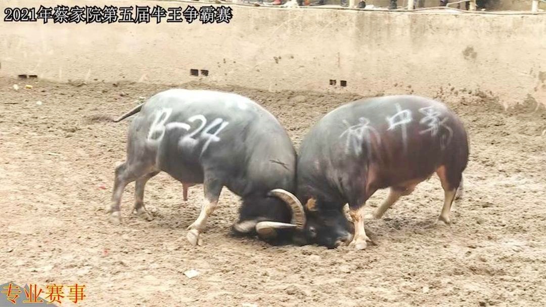 花猪王中王平特一肖——探寻传奇背后的故事,花猪王中王平特一肖,传奇背后的故事探寻