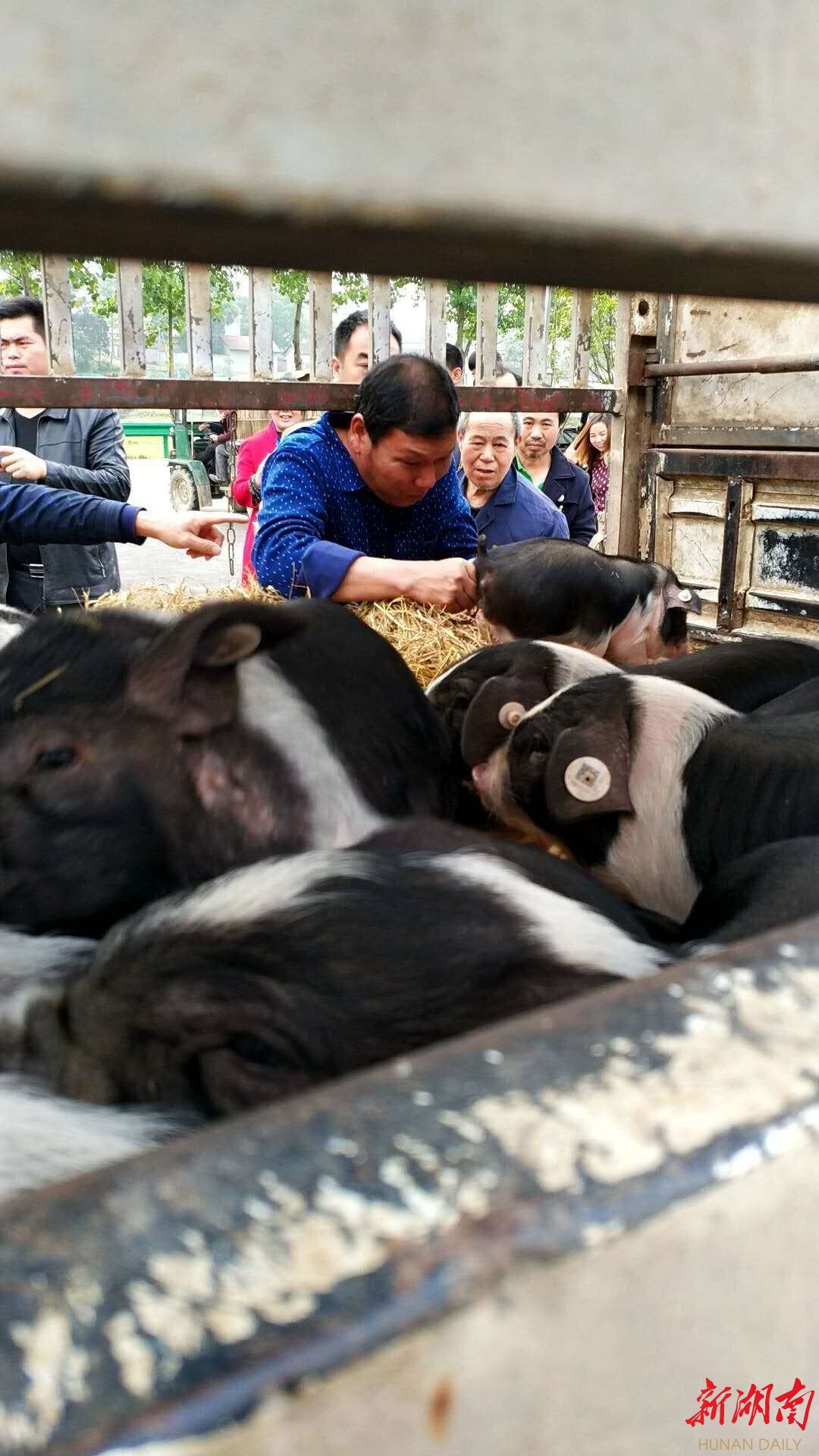 花猪王中王平特一肖——探寻传奇背后的故事,花猪王中王平特一肖,传奇背后的故事探寻