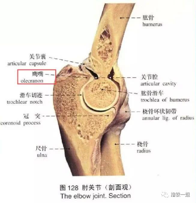 肘外翻20度兵检过了,一个关于健康与标准的探讨,健康与标准探讨,肘外翻20度如何通过兵检?