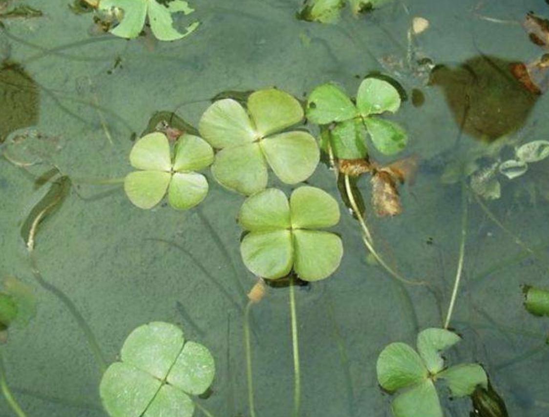 探索未知,关于物体能否浮在水面上的奇妙现象,探索物体浮在水面上的奇妙现象,未知世界的奥秘揭秘